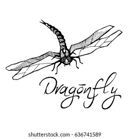 Hand drawn ink vector illustration of dragonfly sketch style isolated on white background. Flying dragonfly with transparent wings.