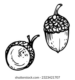 Handgezeichnete Tintenfisch-Vektoreiche-Akorn. Skizzengrafik für Herbst, Ernte, Landwirtschaft. Einziger Gegenstand auf Weiß, schwarzer Umriss. Design für Restaurant-Menü Druck, Café, Website Einladung Hochzeit