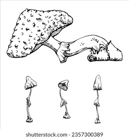 Toadstoles de setas venenosas de tintes dibujados a mano. Dibujo ilustrativo de arte para brujería, medicina, química, alquimia. Esquema de objeto aislado. Tiendas de diseño, logotipo, impresión, sitio web, tarjeta, folleto