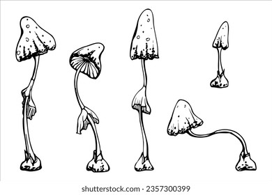 Toadstoles de setas venenosas de tintes dibujados a mano. Dibujo ilustrativo de arte para brujería, medicina, química, alquimia. Esquema de objeto aislado. Tiendas de diseño, logotipo, impresión, sitio web, tarjeta, folleto