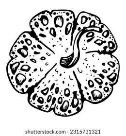 Hand drawn ink vector pumpkin gourd squash. Sketch illustration art for Halloween, Thanksgiving, harvest, farming. Isolated object, outline. Design for restaurant menu print, cafe, website, invitation