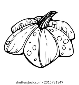 Hand drawn ink vector pumpkin gourd squash. Sketch illustration art for Halloween, Thanksgiving, harvest, farming. Isolated object, outline. Design for restaurant menu print, cafe, website, invitation