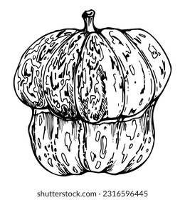 Hand drawn ink vector pumpkin gourd squash. Sketch illustration art for Halloween, Thanksgiving, harvest, farming. Isolated object, outline. Design for restaurant menu print, cafe, website, invitation