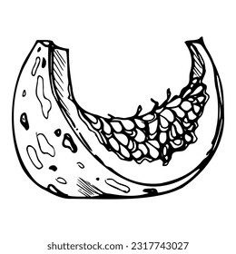 Hand drawn ink vector pumpkin gourd squash. Sketch illustration art for Halloween, Thanksgiving, harvest, farming. Isolated object, outline. Design for restaurant menu print, cafe, website, invitation