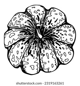 Hand drawn ink vector pumpkin gourd squash. Sketch illustration art for Halloween, Thanksgiving, harvest, farming. Isolated object, outline. Design for restaurant menu print, cafe, website, invitation