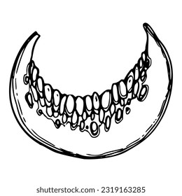 Hand drawn ink vector pumpkin gourd squash. Sketch illustration art for Halloween, Thanksgiving, harvest, farming. Isolated object, outline. Design for restaurant menu print, cafe, website, invitation