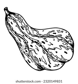 Handgezeichnete Tusche, Vektorkürbis Gourd-Squash. Skizzengrafik zu Halloween, Thanksgiving, Ernte, Landwirtschaft. Einziger Gegenstand, Umriss. Design für Restaurantmenü Druck, Café, Website, Einladung