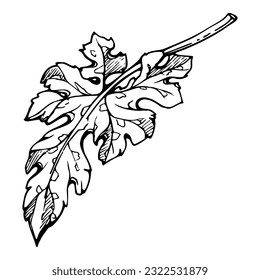Hand drawn ink vector pumpkin squash leaf, flower. Sketch illustration art for Thanksgiving, harvest, farming. Isolated object, outline. Design for restaurant menu print, cafe, website, invitation.
