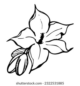 Hand drawn ink vector pumpkin squash leaf, flower. Sketch illustration art for Thanksgiving, harvest, farming. Isolated object, outline. Design for restaurant menu print, cafe, website, invitation.