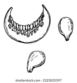 Handgezeichnete Tusche, Vektorkürbis Gourd-Squash. Skizzengrafik zu Halloween, Thanksgiving, Ernte, Landwirtschaft. Einziger Gegenstand, Umriss. Design für Restaurantmenü Druck, Café, Website, Einladung