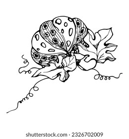 Hand drawn ink vector pumpkin gourd squash. Sketch illustration art for Halloween, Thanksgiving, harvest, farming. Isolated object, outline. Design for restaurant menu print, cafe, website, invitation