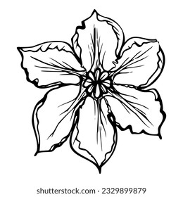 Hand drawn ink vector pumpkin squash leaf, flower. Sketch illustration art for Thanksgiving, harvest, farming. Isolated object, outline. Design for restaurant menu print, cafe, website, invitation.
