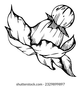 Hand drawn ink vector pumpkin squash leaf, flower. Sketch illustration art for Thanksgiving, harvest, farming. Isolated object, outline. Design for restaurant menu print, cafe, website, invitation.