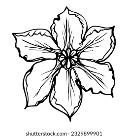 Hojas de calabaza de calabaza de tintas dibujadas a mano, flor. Dibujo ilustrativo de arte para Acción de Gracias, cosecha, agricultura. Objeto aislado, contorno. Diseño para la impresión del menú del restaurante, café, sitio web, invitación.