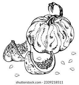 Calabaza de calabaza de calabaza con vector de tintas a mano. Dibujo ilustrativo de arte para Halloween, Acción de Gracias, cosecha, agricultura. Objeto aislado, contorno. Diseño para la impresión del menú del restaurante, café, sitio web, invitación