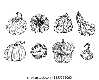 Hand drawn ink vector pumpkin gourd squash. Sketch illustration art for Halloween, Thanksgiving, harvest, farming. Isolated object, outline. Design for restaurant menu print, cafe, website, invitation