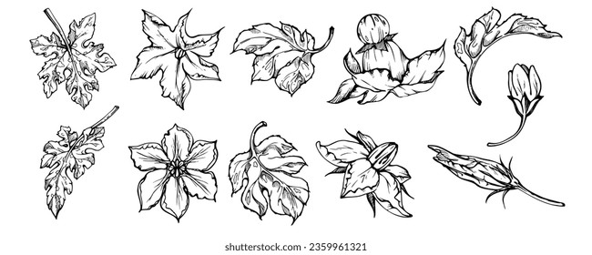 Hand drawn ink vector pumpkin squash leaf, flower. Sketch illustration art for Thanksgiving, harvest, farming. Isolated object, outline. Design for restaurant menu print, cafe, website, invitation.