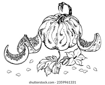 Hand drawn ink vector pumpkin gourd squash. Sketch illustration art for Halloween, Thanksgiving, harvest, farming. Isolated object, outline. Design for restaurant menu print, cafe, website, invitation