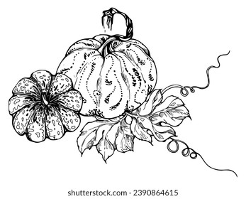 Hand drawn ink vector pumpkin gourd squash. Sketch illustration art for Halloween, Thanksgiving, harvest, farming. Isolated object, outline. Design for restaurant menu print, cafe, website, invitation