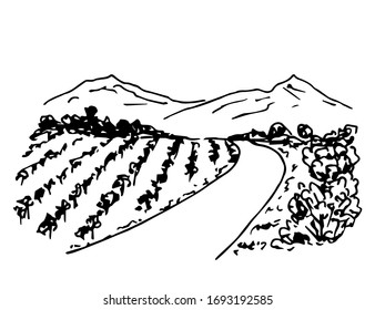 Hand drawn ink vector simple doodle. Vineyard landscape, rows of grape bushes, perspective, rural road, outlines of mountains on the horizon. Engraving style, label printing, wine list, countryside.