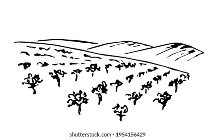 Hand drawn ink vector simple drawing. Vineyard landscape, rows of grape bushes, fruit trees, silhouette of mountains on the horizon. Engraving style, label printing, wine list, countryside, farming.