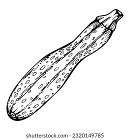 Hand drawn ink vector zucchini marrow gourd squash. Sketch illustration art for Thanksgiving, harvest, farming. Isolated object, outline. Design for restaurant menu print, cafe, website, invitation.