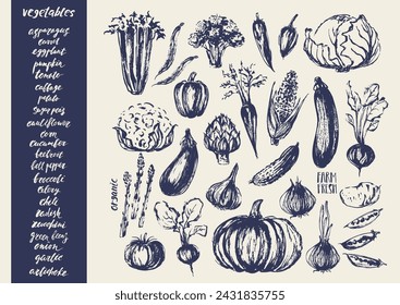 Hand drawn ink vegetable sketches. Artichoke, onion, tomato, peas, potato, cabbage, cauliflower, pumpkin, broccoli, corn, pepper, celery, beetroot, carrot. For food background, labels, culinary.