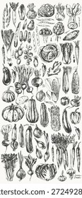 Conjunto de bocetos de verduras de tinta dibujados a mano. Tomate, pepino, pimiento morrón, calabacín, calabaza, mantequilla, calabaza, maíz, cebolla, rábano, papa, espárragos, alcachofa, repollo, colirrábano. Para el fondo de la comida, menú vegetariano, etiquetas, tarjetas de la receta.