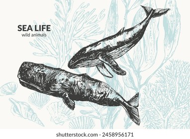 Ballenas tintadas a mano. Animales marinos sobre fondo verde claro con plantas de algas, laminaria, fucus, corales. Cartel de vida marina, fondo de naturaleza.