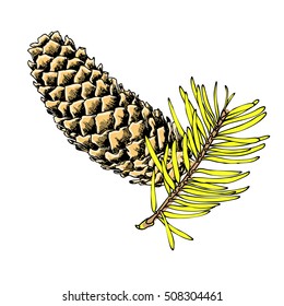 Hand drawn inked imitation pine cone on tree branch with needles on white. Handmade fir cone. Conifer cone on the tree, firs, pines or spruces. Vector.