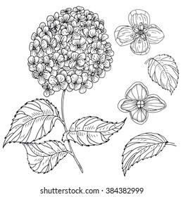 Hydrangea Line Drawing Images, Stock Photos & Vectors | Shutterstock