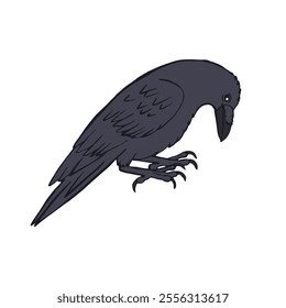 Hand drawn inky sketch style raven or crow isolated on white background. Mystic black bird