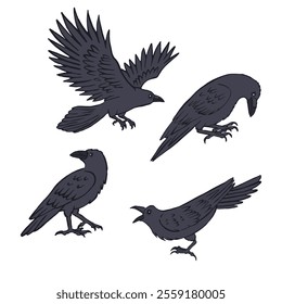 Hand drawn inky sketch style ravens or crows set isolated on white background. Mystic black birds bundle