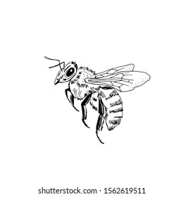 Hand drawn inky sketchy illustration of bee isolated on white. Vector vintage element for graphic design