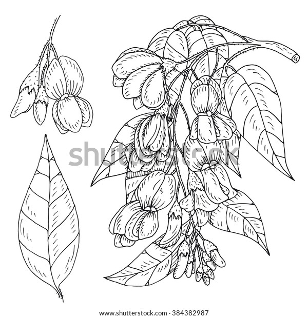 Hand Drawn Inky Wisteria Branch Flower Stock Vector (Royalty Free