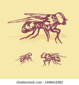 hand drawn Insect Bee vector 
