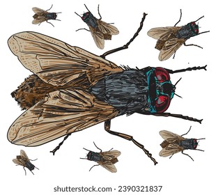 hand drawn insect color vector illustration