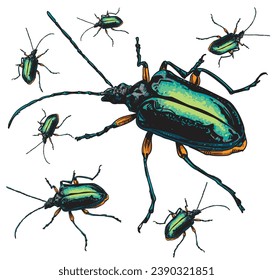 hand drawn insect color vector illustration