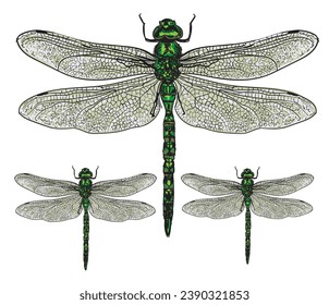 hand drawn insect color vector illustration