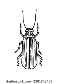 Hand drawn insect concept. Sketch of cute animal with wings. Biology and zoology. Minimalistic art object, drawn by pencil. Linear flat vector illustration isolated on white background