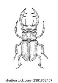 Concepto de insecto dibujado a mano. Esbozo de un animal lindo con alas. Biología y zoología. Vida silvestre y ecosistema. Afiche o pancarta. Ilustración lineal vectorial aislada en fondo blanco
