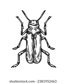 Concepto de insecto dibujado a mano. Esbozo de un animal lindo con alas. Biología y zoología. Naturaleza, fauna y ecosistema. Plantilla y diseño. Ilustración lineal vectorial aislada en fondo blanco