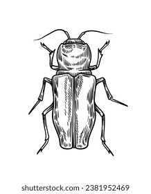 Hand drawn insect concept. Sketch of cute animal with wings. Biology and zoology. Beauty, aesthetics and elegance. Design object. Linear flat vector illustration isolated on white background