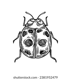 Concepto de insecto dibujado a mano. Esbozo de un animal lindo con alas. Biología y zoología. Pegatina para redes sociales y mensajeros. Ilustración lineal vectorial aislada en fondo blanco
