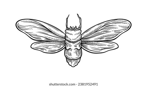 Concepto de insecto dibujado a mano. Esbozo de un animal lindo con alas. Biología y zoología. Fauna y vida salvaje. Plantilla y diseño. Ilustración lineal vectorial aislada en fondo blanco