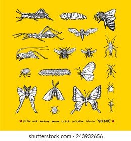 Hand drawn insect - vector illustrations