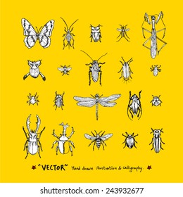 Hand drawn insect - vector illustrations