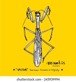 Hand drawn insect - vector illustrations