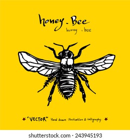 Hand drawn insect - vector illustrations