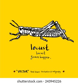 Hand drawn insect - vector illustrations